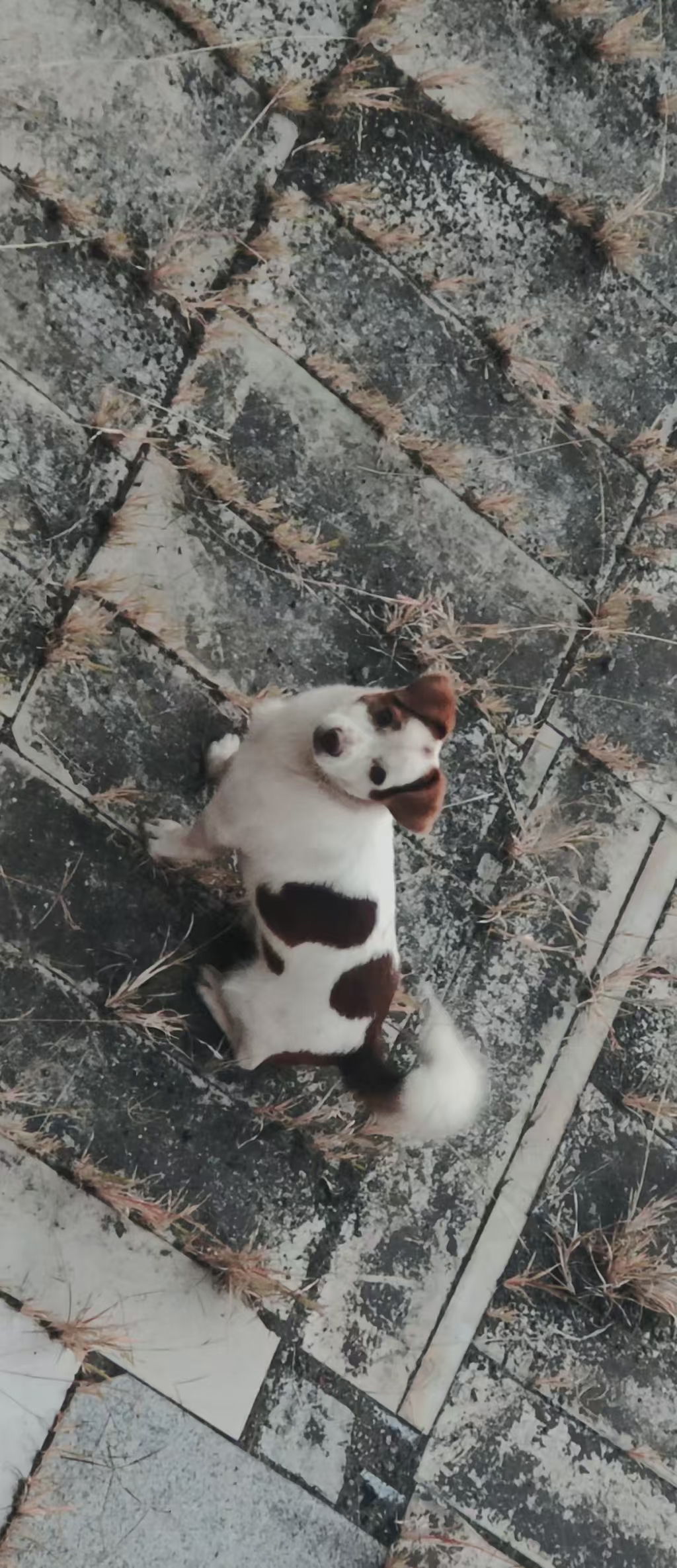 哈狗